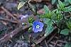 Veronica peduncularis 'Georgia Blue', flowers