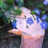 Veronica peduncularis 'Georgia Blue', flowers