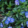 Veronica peduncularis 'Georgia Blue', flowers
