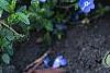 Veronica peduncularis 'Georgia Blue', flowers