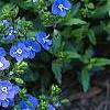 Veronica peduncularis 'Georgia Blue', flowers