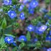 Veronica peduncularis 'Georgia Blue', flowers