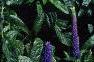 Veronica 'Sunny Border Blue', habit