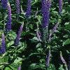 Veronica 'Sunny Border Blue', habit
