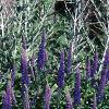 Veronica 'Sunny Border Blue', habit