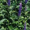 Veronica 'Sunny Border Blue', habit