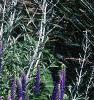 Veronica 'Sunny Border Blue', habit
