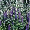 Veronica 'Sunny Border Blue', habit
