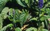 Veronica 'Sunny Border Blue', habit