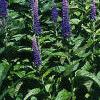 Veronica 'Sunny Border Blue', habit