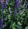 Veronica 'Sunny Border Blue', habit