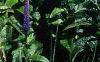 Veronica 'Sunny Border Blue', habit