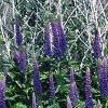 Veronica 'Sunny Border Blue', habit