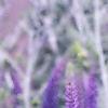 Veronica 'Sunny Border Blue', flowers