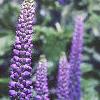 Veronica 'Sunny Border Blue', flowers