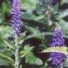 Veronica 'Sunny Border Blue', flowers
