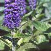 Veronica 'Sunny Border Blue', flowers