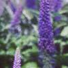Veronica 'Sunny Border Blue', flowers