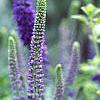 Veronica 'Sunny Border Blue', flowers