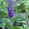Veronica 'Sunny Border Blue', flowers