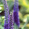 Veronica 'Sunny Border Blue', flowers