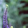 Veronica 'Sunny Border Blue', flowers
