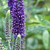 Veronica 'Sunny Border Blue', flowers