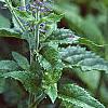 Veronica 'Sunny Border Blue', flowers