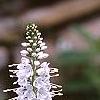 Veronica spicata, flowers