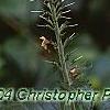 Veronica spicata, flowers