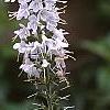 Veronica spicata, flowers