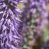 Veronica spicata 'Blauteppih', flowers