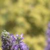 Veronica spicata 'Blauteppih', flowers