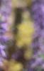 Veronica spicata 'Blauteppih', flowers
