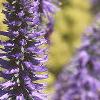 Veronica spicata 'Blauteppih', flowers