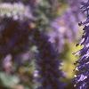 Veronica spicata 'Blauteppih', flowers