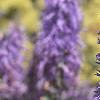 Veronica spicata 'Blauteppih', flowers