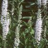 Veronica spicata 'White Icicle', habit