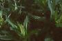 Veronica spicata 'White Icicle', habit