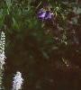 Veronica spicata 'White Icicle', habit