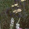 Veronica spicata 'White Icicle', habit