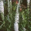 Veronica spicata 'White Icicle', habit