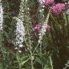 Veronica spicata 'White Icicle', habit