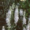 Veronica spicata 'White Icicle', habit