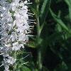 Veronica spicata 'White Icicle', flowers
