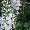 Veronica spicata 'White Icicle', flowers
