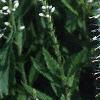 Veronica spicata 'White Icicle', flowers