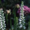 Veronica spicata 'White Icicle', flowers