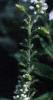 Veronica spicata 'White Icicle', flowers