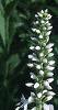 Veronica spicata 'White Icicle', flowers